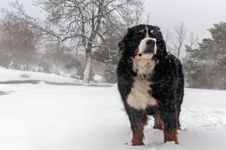 Sheepdog in the forest under intense snowstormの写真素材