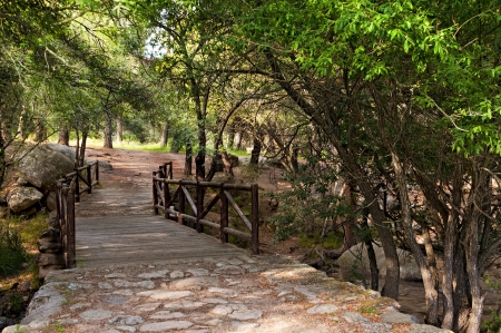 Wood bridge in the forest under the sun の写真素材