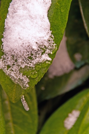 Green leaves covered by snow - Close upの写真素材