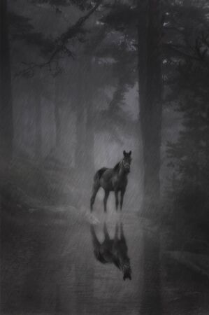 Mysterious black horse in the forest in heavy rain and fogの写真素材