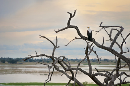 African eagle perched on the branches contemplating the sunset on the lake savannahの写真素材
