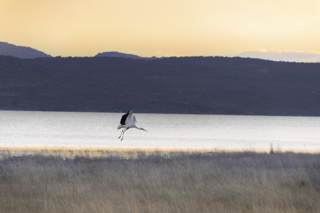 Stork plans at sunset over the lake a warm summer eveningの写真素材