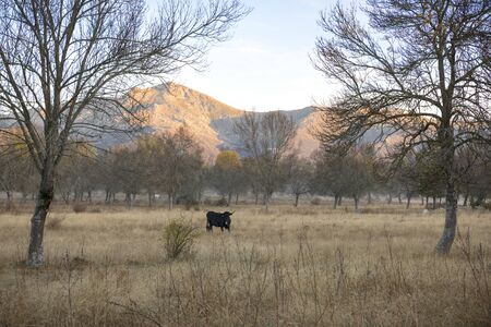 Cows in a meadow during a foggy dawnの写真素材