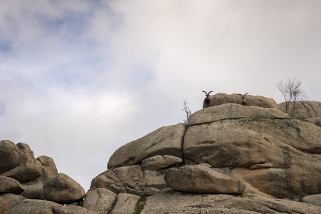 Mountain goats at the top of the mountain. Madrid Spain.