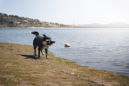 Dog shaking after swimming in lake at summerの写真素材