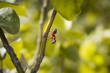red ant on a branchの写真素材