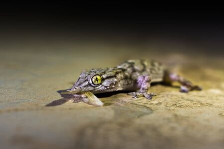 Lizard or dragon hunting a mothの写真素材