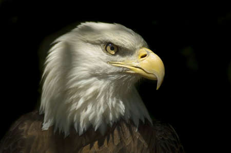 Head of a Bald Eagle with dark Background