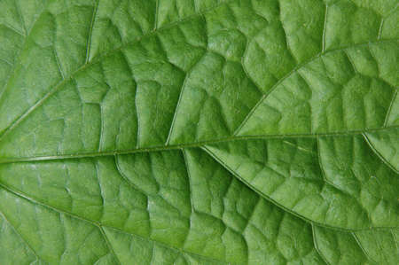 Leaf texture close up showing veins