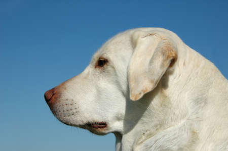 Portrait of labrador outdoors with blue skyの写真素材