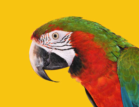 Parrot Red Blue Macaw isolated on a yellow backgroundの写真素材