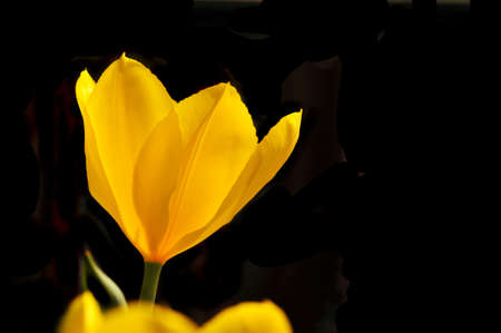 Yellow tulip against a black backgroundの写真素材