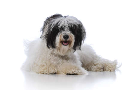 Havanese dog resting isolated on a white backgroundの写真素材