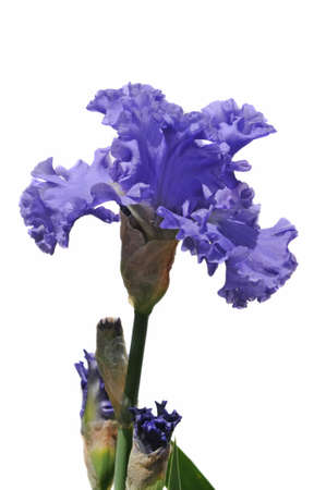 purple iris flower on a sunny day isolated on a white background