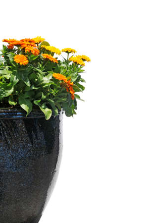 vase of flowers isolated on a white background with space for textの写真素材