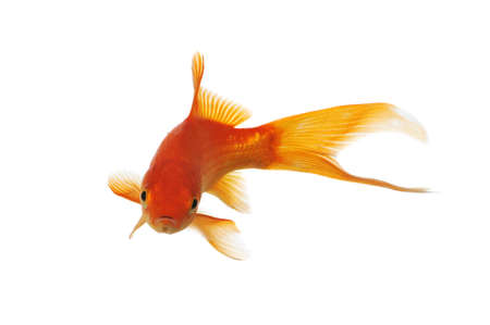 Gold Fish swimming isolated on a white backgroundの写真素材