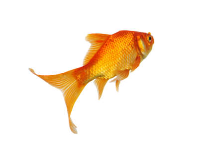 Gold Fish swimming isolated on a white backgroundの写真素材