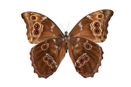 Butterfly (Morpho menelaus) bottom view isolated against a blue background