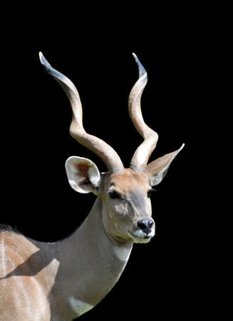 Antelope's portrait isolated on a black backgroundの写真素材