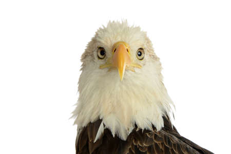 Portrait of bald eagle isolated on a white backgroundの写真素材