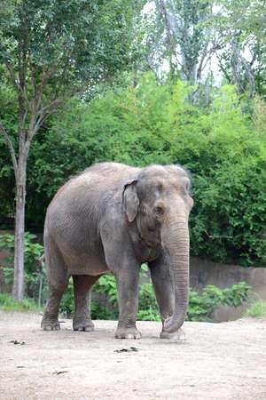 Mature Elephant standing with trees on a the backgroundの写真素材