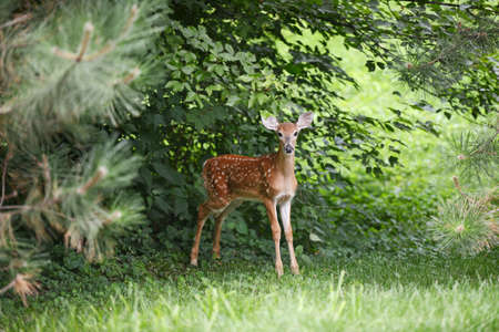 Baby Deer in the woods looking at the cameraの写真素材
