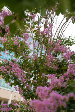 pink flowers