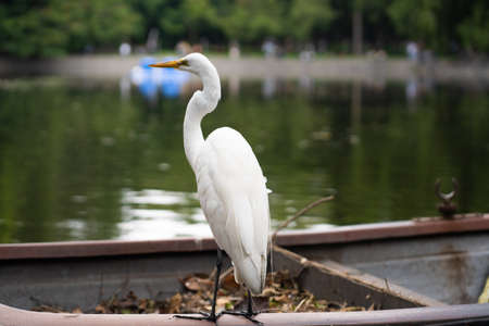 great white heron ardea cinereaの写真素材
