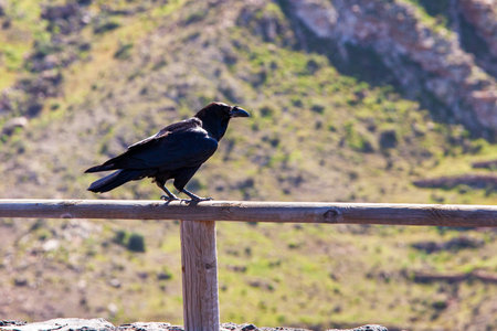 raven in flightの写真素材