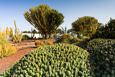 Cactuses in a botanical garden in Gran Canaria, Spain