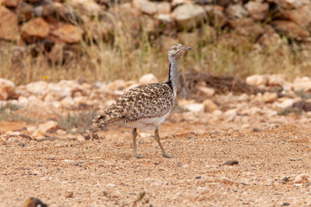 Greater bustard or Otis tarda in Namibia