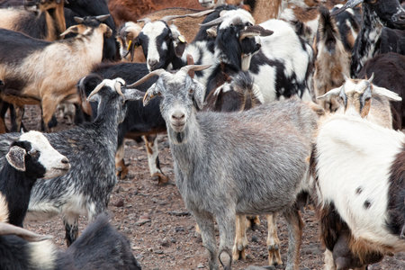 Herd of goats on a farm in the mountains in the summerの写真素材