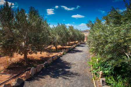 Olive grove in Tarragona, Catalonia, Spainの写真素材