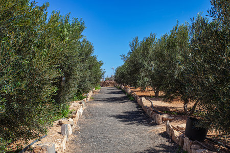 Olive grove in Rethymno, Crete, Greeceの写真素材