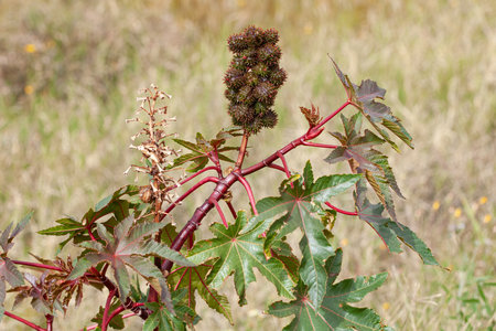 Castor oil plant (Ceratonia officinalis)
