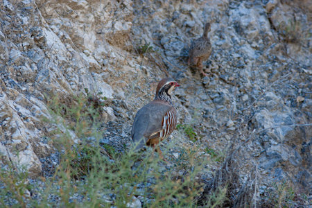 Red-legged partridge (Alectoris ruficollis)