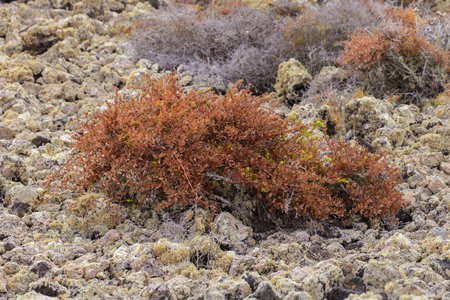 Dry vegetation on the coast of the island of Fuerteventuraの写真素材