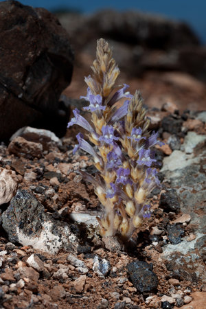 Lavender flower in the desert, Fuerteventura, Canary Islands, Spainの写真素材