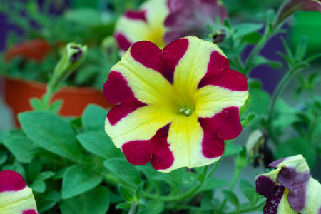 Petunia is a genus of flowering plants in the family Rosaceae.の写真素材