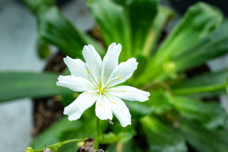 Close up of white flower with green leaf background, selective focus.