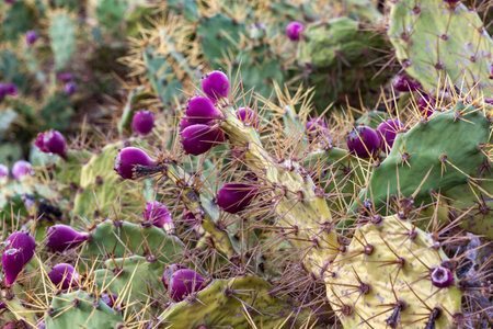Prickly pear cacti with purple flowers in the gardenの写真素材