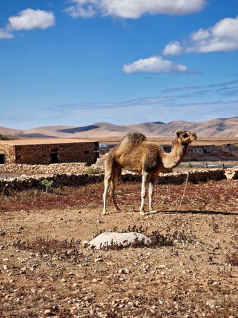Camel in the desert of Fuerteventura, Canary Islands, Spain, Europe.