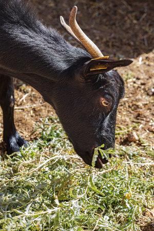 Portrait of a black goat with horns eating green grass on a farmの写真素材