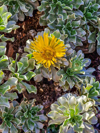 Flowering succulent plant in a botanical garden in spring