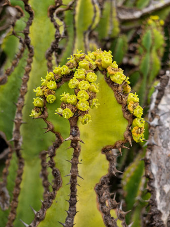cactus flowers in botanical garden, canary islandsの写真素材