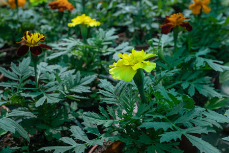 Tagetes erecta flower in the garden,marigoldの写真素材
