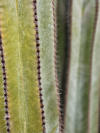 trunks of cactus plants in botanical garden, canary islandsの写真素材