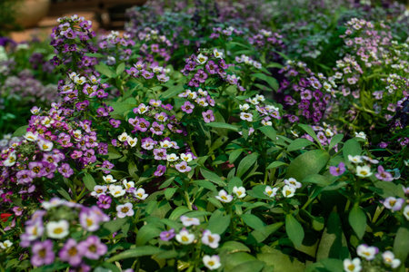 Flower bed with beautiful purple and white flowers in the garden.の写真素材