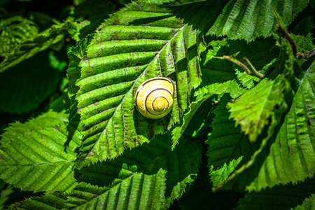 Asolene snail resting on green leavesの写真素材