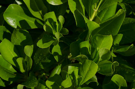 Green leaves backgroundの写真素材